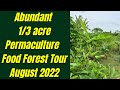 Abundant  13 acre permaculture  food forest tour august 2022