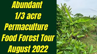 Abundant  1/3 acre Permaculture  Food Forest Tour August 2022