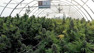 A Look Inside Jim Belushis 93-Acre Cannabis Farm In Southern Oregon
