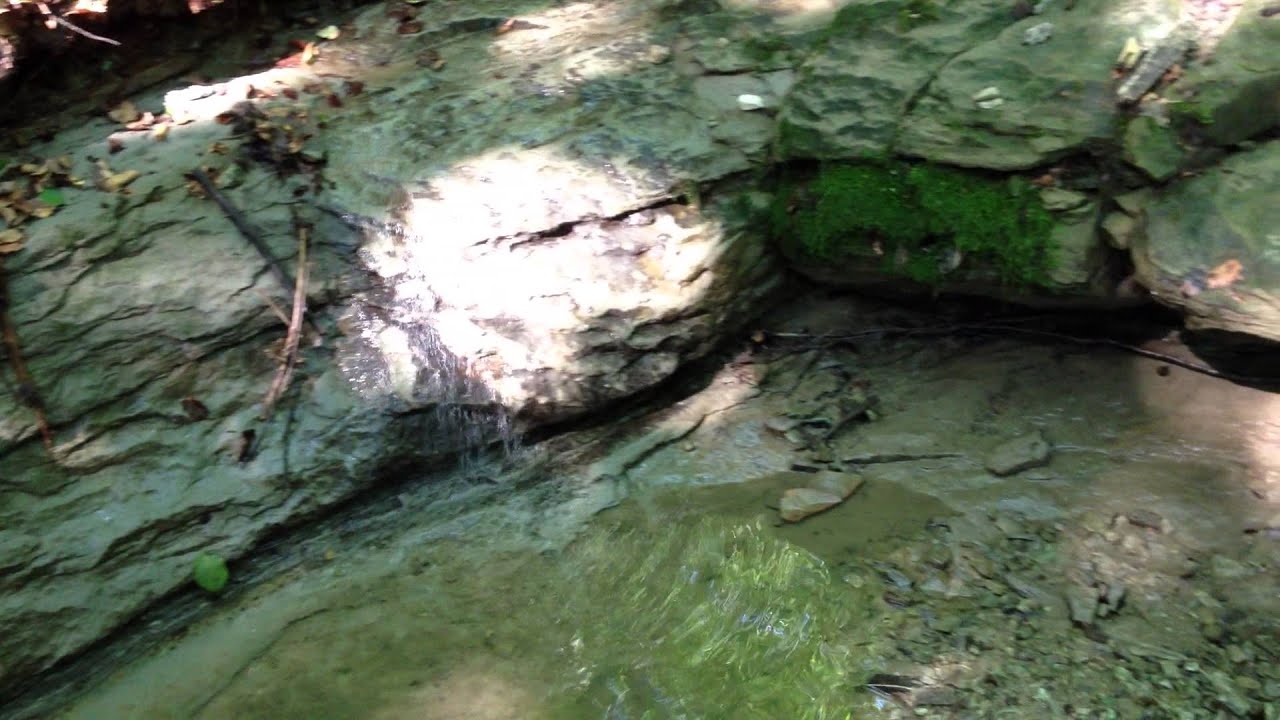 Habitat de salamandra de foc (Salamander salamander) YouTube