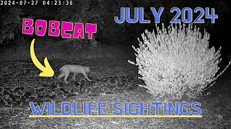 July 2024 - Wildlife Sightings - Sonoran Desert