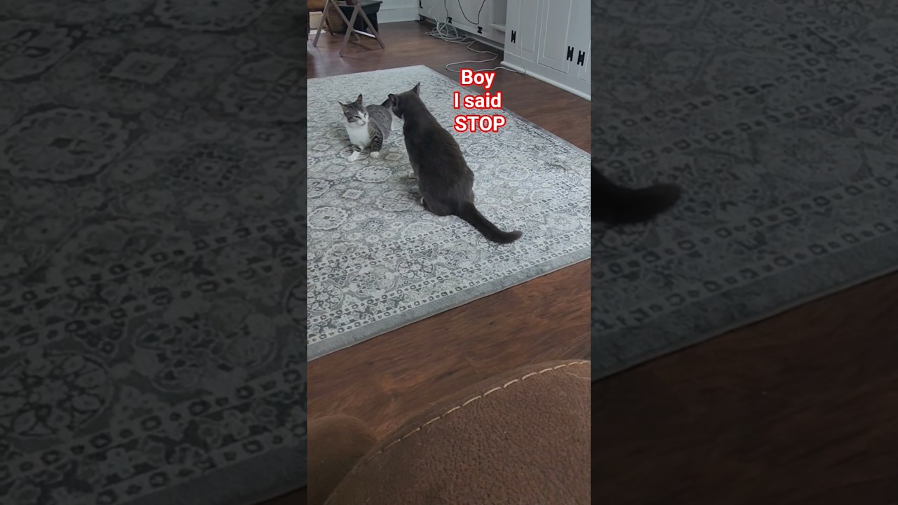 Younger Rescue Cat Had To Be Put In His Place