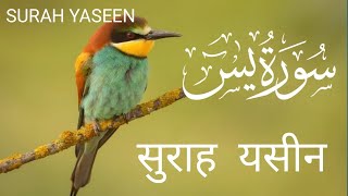 Surah Yasin (Yaseen) |episode 29 Full With Arabic |Beautiful Yaseen rozana Yaseen /