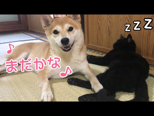 パパが風呂から出るのを待つ柴犬と眠くてそれどころじゃない猫 Waiting for dad to out of the shower