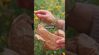 7 Herbs to Ease Fibromyalgia Pain Naturally!