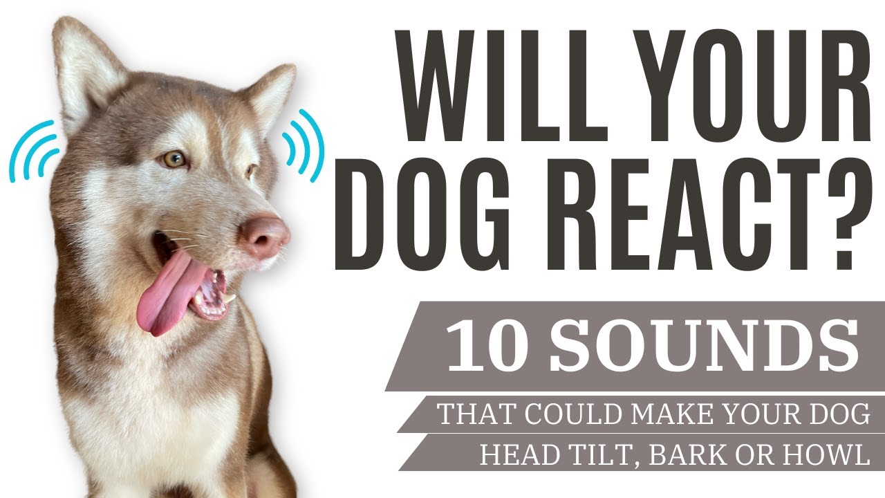 WILL YOUR DOG REACT 10 SOUNDS TO TRY WITH YOUR DOG DOG SOUND TEST WILL YOUR DOG REACT 10 SOUNDS TO TRY WITH YOUR DOG DOG SOUND TEST