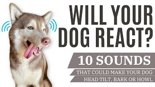 WILL YOUR DOG REACT? | 10 SOUNDS TO TRY WITH YOUR DOG| DOG SOUND TEST REACTION