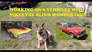 Working on 8 vehicles! Co starring Nikki the blind wonder dog!