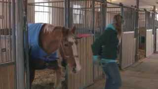 Gentle Giants Draft Horse Rescue