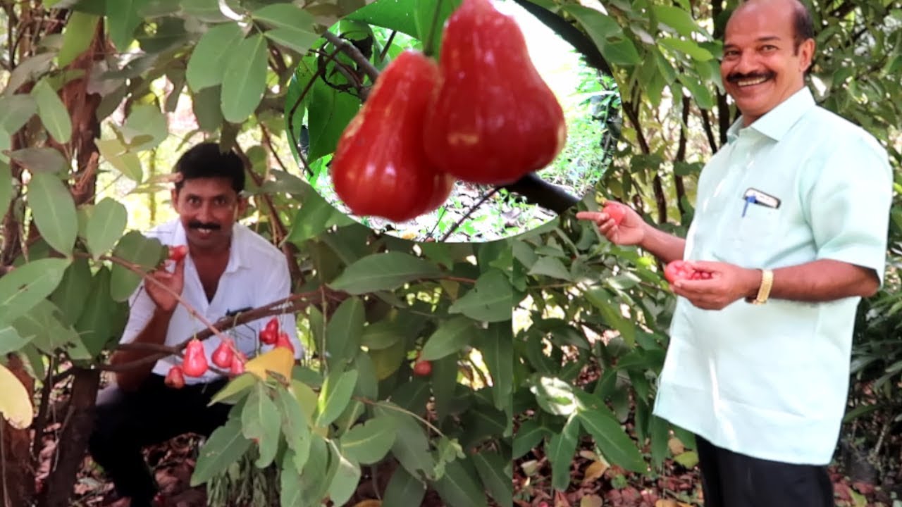 അഴകേറും മലേഷ്യൻ ചാമ്പങ്ങ ആദ്യ വർഷം തന്നെ കായ്കൾ   Rose Apple Plant