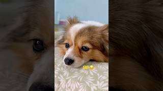 I Dont Have Any Friends pixie dogshorts puppy dog