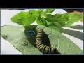 Monarch Butterfly Life Cycle and Migration