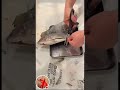 asmr-tilapia