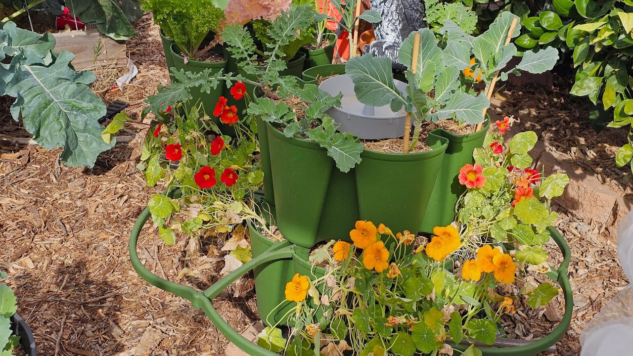 Early February garden tour and history... BIG ANNOUNCEMENT!!