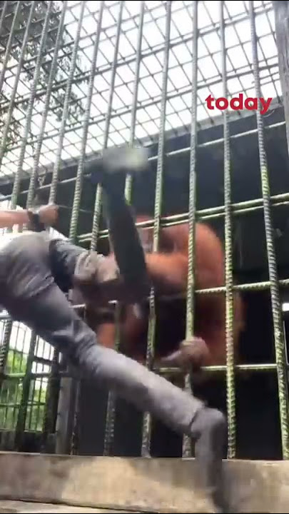 Orangutan in Indonesia zoo attacks youth