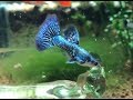 Best Blue Dragon Guppy