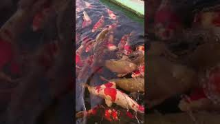 Betta Koi Pleco Snail Carp Fish Goldfish Angelfish Guppy Guppies Catfish animals Videos #113