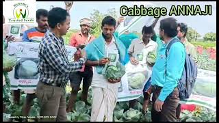 Cabbage ANNAJI,  Havery, Karnataka, August 2023