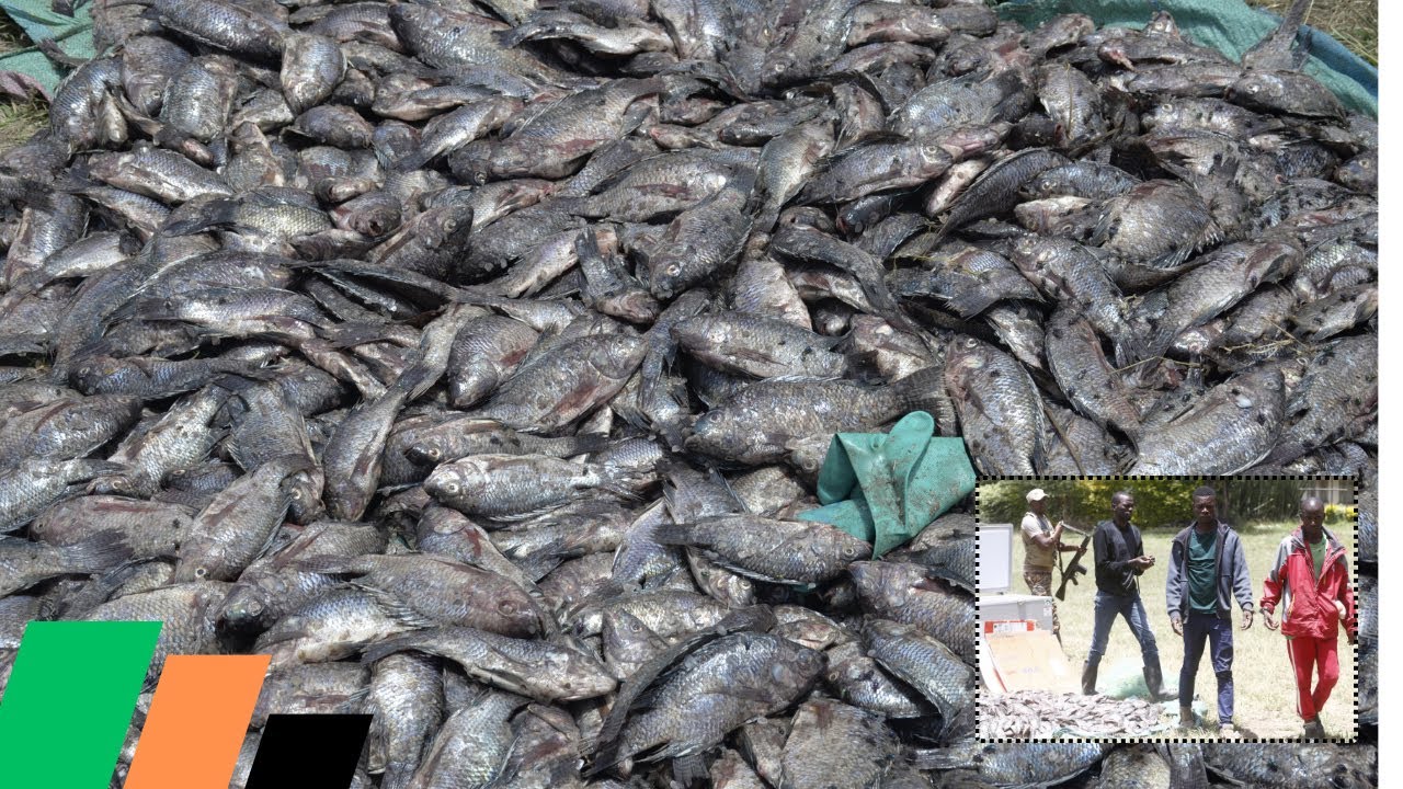 ШОКИРУЮЩЕ! Кенийцы употребляют в пищу смертельно опасную рыбу из озера Накуру! Служба охраны дико...