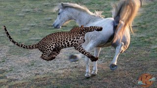 Horse Fight Against Leopard | Horse Beat Down the Leopard by HB Kennel 1,541,261 views 1 year ago 7 minutes, 14 seconds