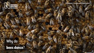 Why do bees dance? | Natural History Museum