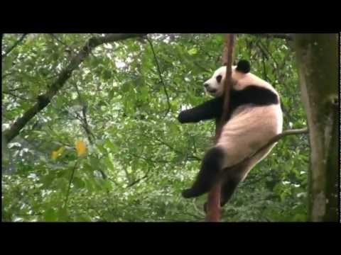 Video: Min Prøve Med En Kinesisk Panda - Matador Network