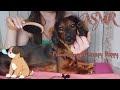ASMR Relaxing Puppy Pampering (tapping, brushing, petting, chewing, licking sounds)