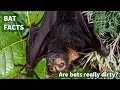 How flying foxes keep clean - and waterproof!