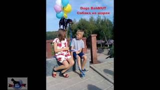 Нереальная дрессировка | летящая собака | Dogs BahMUT Нереальная дрессировка | летящая собака | Dogs BahMUT