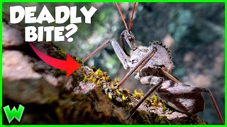 America's LARGEST ASSASSIN BUG! Is it Dangerous?