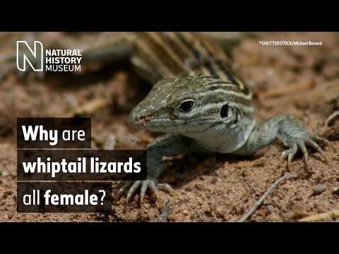 Vidéo: Les lézards whiptail sont-ils asexués ?
