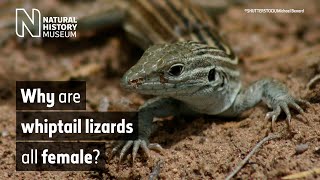Why are whiptail lizards all female? | Surprising Science