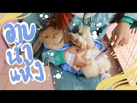 EP.15 อาบน้ำแห้ง! กระต่ายอาบน้ำได้ไหม ? #bunnyTTCoupe | Joyjee Loveberry