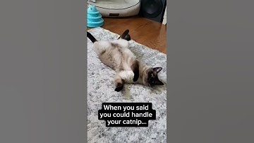 When you said you could handle your catnip... #catnip #siamesecat  #funnycatvideo