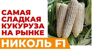 Николь Ф1 - самая сладкая кукуруза на рынке СНГ! #агробизнес #агроном #кукуруза #HMCLAUSE