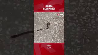 Okula Giren Yılan Paniğe Sebep Oldu