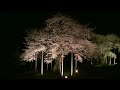 荘川桜 ライトアップ 