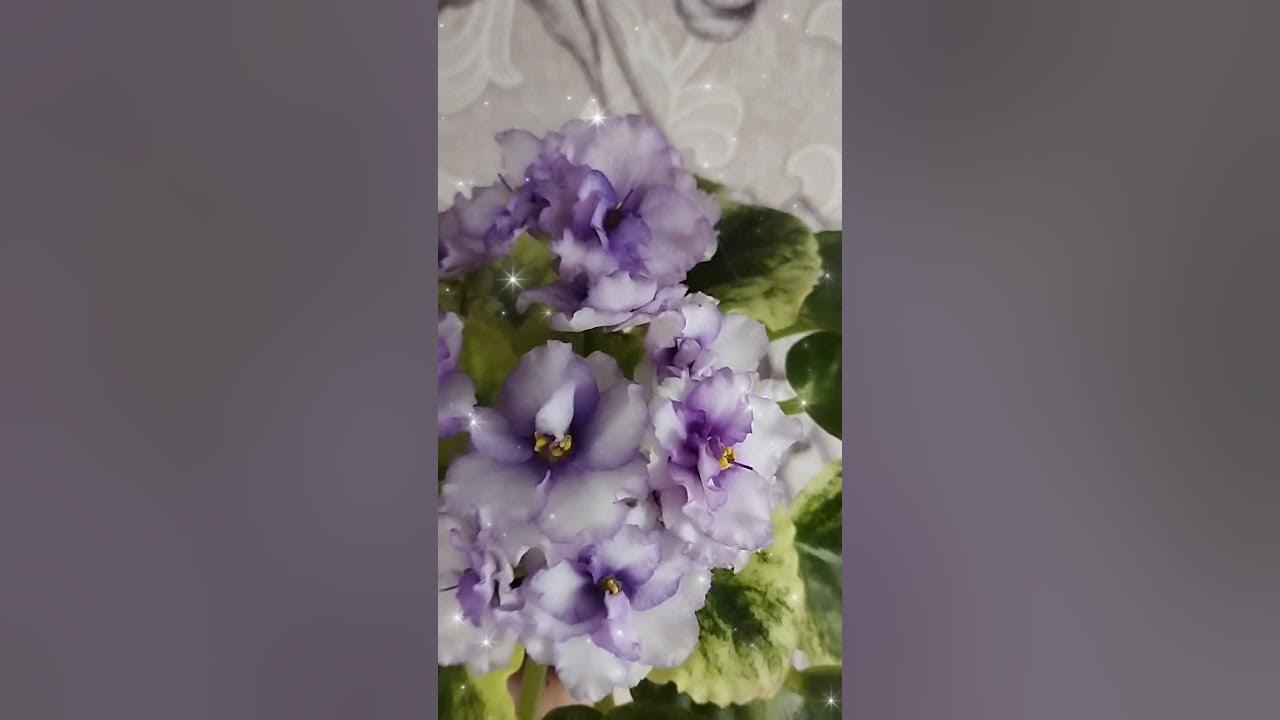 ЛЕ-Чеширский Кот - YouTube