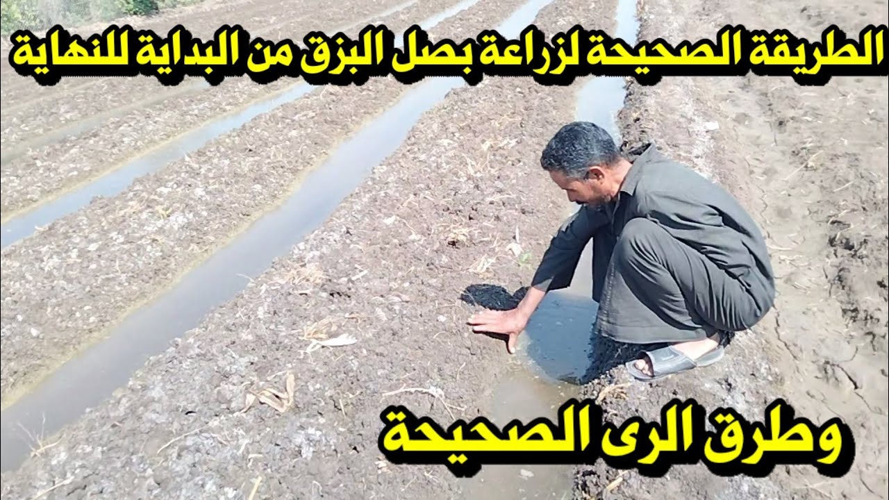 الطريقة الصحيحة لزراعة بصل البزق من البداية للنهاية وطرق الرى الصحيحة