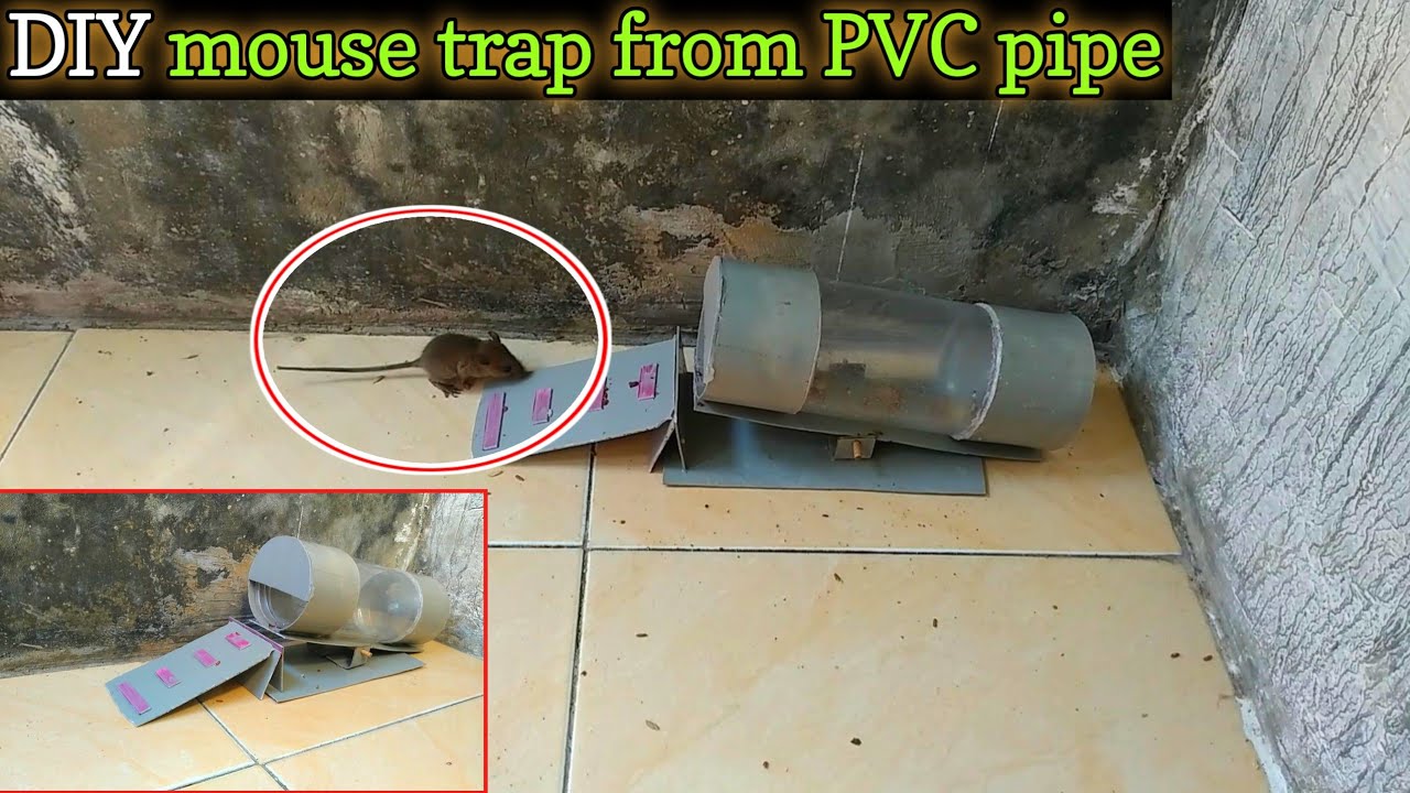 CARA MEMBUAT PERANGKAP TIKUS DARI PIPA PVC