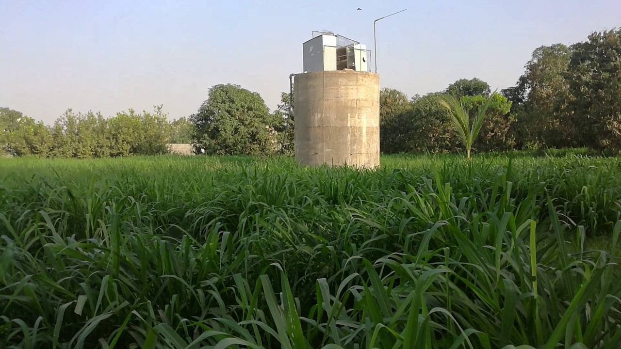 البونكام بمباساء الامريكي