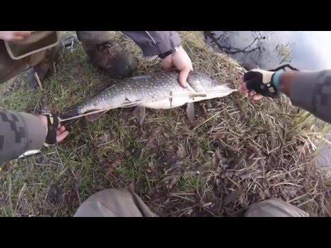 ზამთრის  პასიური ქარიყლაპია