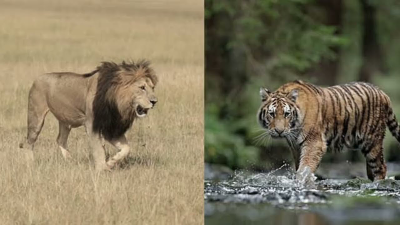 Eugene Odum: The Father of Modern Ecology | Tamil