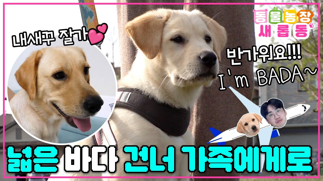 [#새롭동물농장] 이제 K-가나디 아니고 𝓒𝓪𝓷𝓪𝓭𝓪 𝓭𝓸𝓰😎 새 가족 만나러 캐나다로 간 바다의 입양기❤️ / EP.1228 #TV동물농장 #AnimalFarm #SBSstory