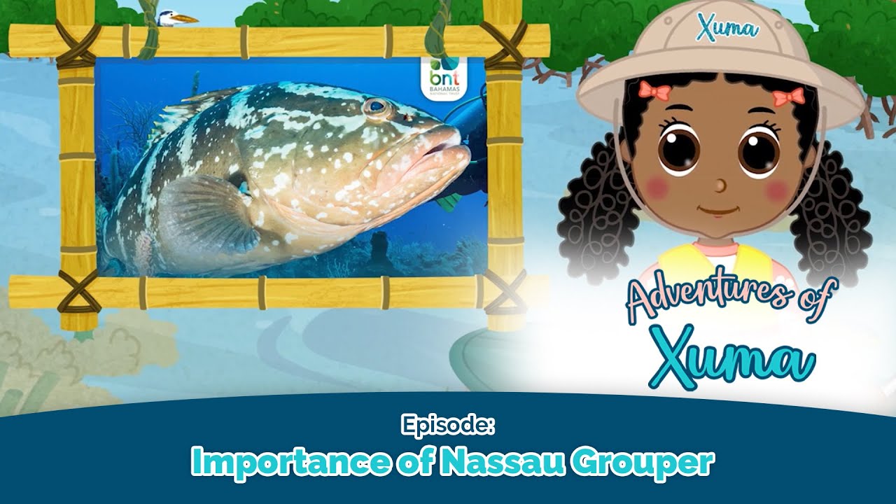 The Adventures of Xuma | Importance of Nassau Grouper