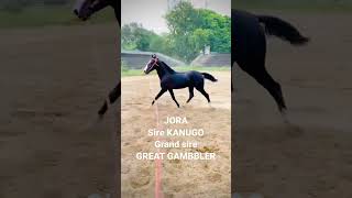 JORA sire KANUGO grand sire GREAT GAMBLER at SEKHON STUD FARM 9130780001       horsemoosadev