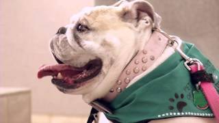 Pet Art Therapy