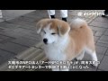ハチ公通りに秋田犬、大館のゼロダテが飼育