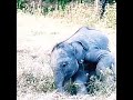 baby elephant dancing,elephant guardians, Let's have save the nature and animals