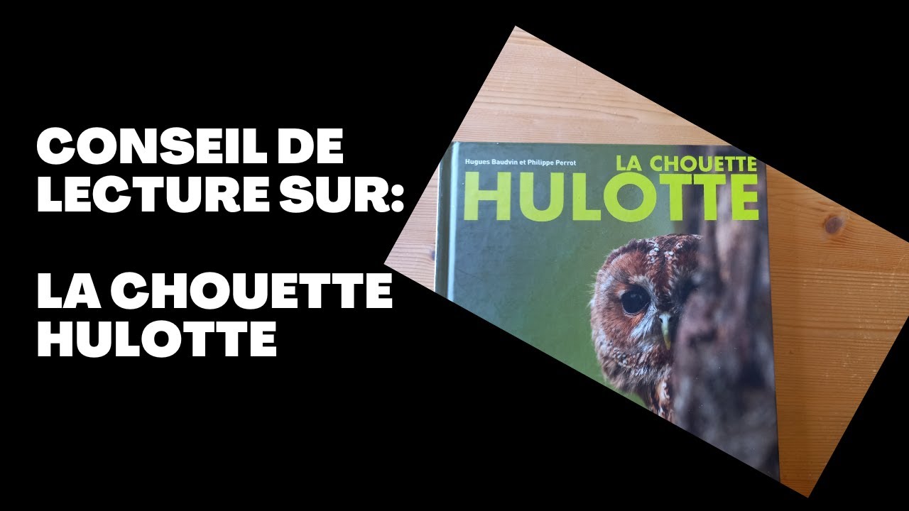 Découvrez la chouette hulotte